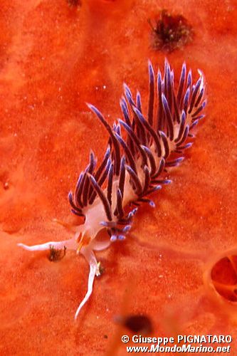 Cratena (Cratena peregrina)
