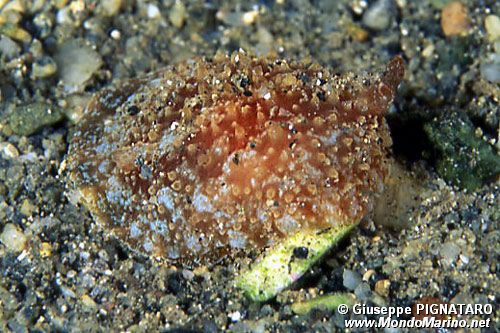 Pleurobranco membranoso (Pleurobranchus membranaceus)