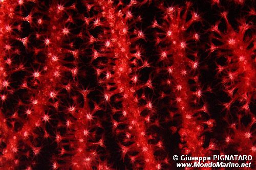 Gorgonia rossa (Paramuricea clavata)