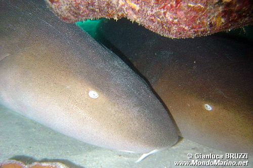 Squalo nutrice (Ginglymostoma cirratum)