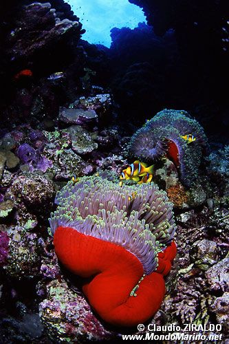 Attinia (Heteractis magnifica)