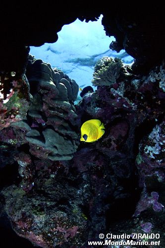 Pesce farfalla semimascherato (Chaetodon semilarvatus)