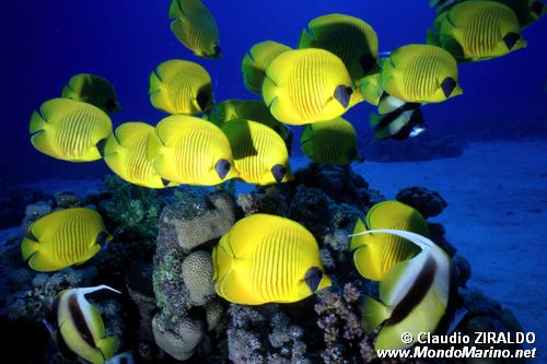 Pesce farfalla semimascherato (Chaetodon semilarvatus)