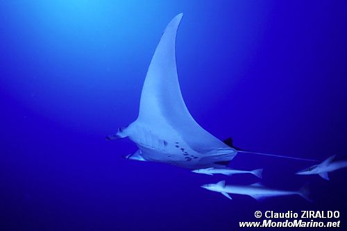 Manta (Manta birostris)