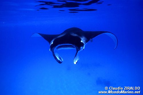 Manta (Manta birostris)