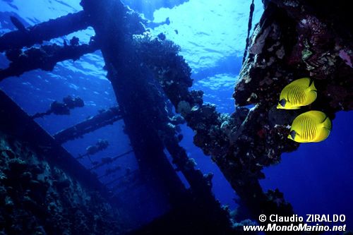 Pesce farfalla semimascherato (Chaetodon semilarvatus)