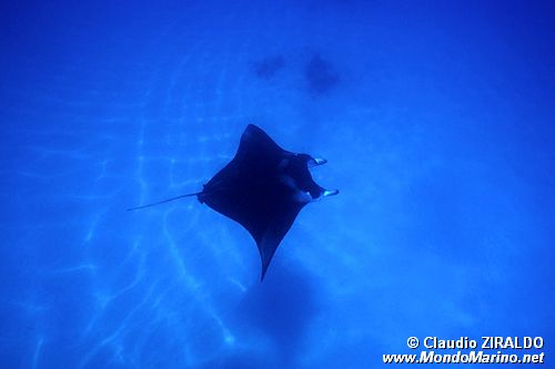 Manta (Manta birostris)