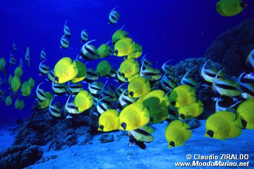 Pesce farfalla semimascherato (Chaetodon semilarvatus)