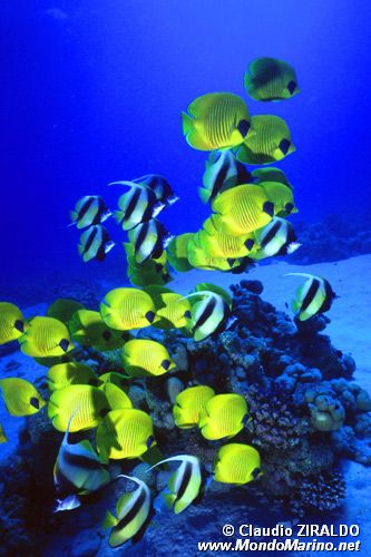 Pesce farfalla semimascherato (Chaetodon semilarvatus)