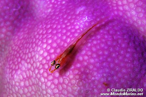 Gobide (Pleurosicya micheli)