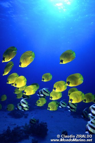 Pesce farfalla semimascherato (Chaetodon semilarvatus)