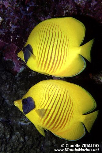 Pesce farfalla semimascherato (Chaetodon semilarvatus)