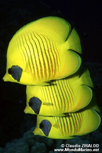 Pesce farfalla semimascherato (Chaetodon semilarvatus)