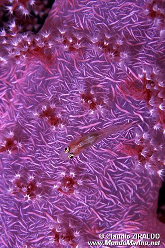 Gobide (Pleurosicya micheli)