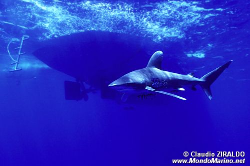 Squalo longimanus (Carcharhinus longimanus)