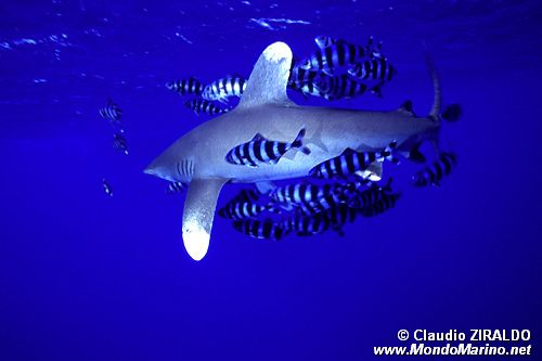 Squalo longimanus (Carcharhinus longimanus)
