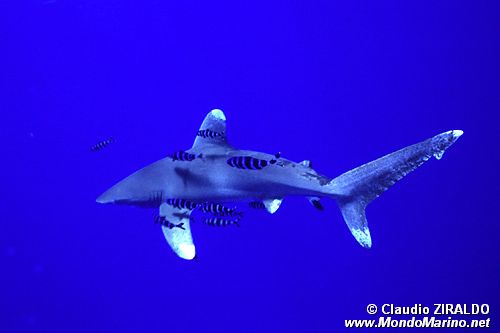 Squalo longimanus (Carcharhinus longimanus)