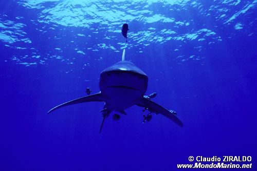 Squalo longimanus (Carcharhinus longimanus)