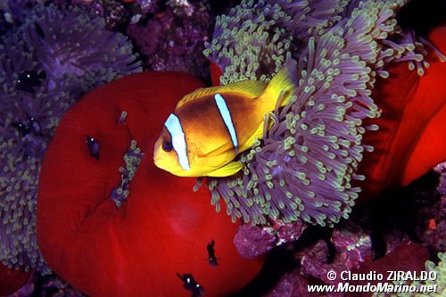 Pesce pagliaccio (Amphiprion bicinctus)