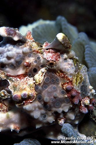 Pesce rana pitturato (Antennarius pictus)