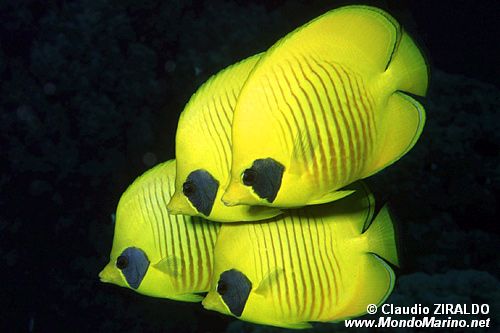Pesce farfalla semimascherato (Chaetodon semilarvatus)