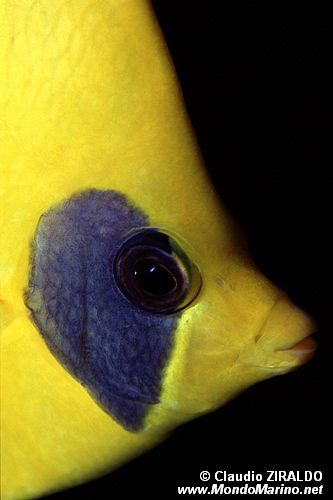 Pesce farfalla semimascherato (Chaetodon semilarvatus)