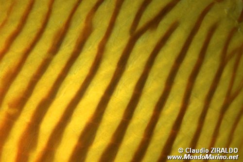 Pesce farfalla semimascherato (Chaetodon semilarvatus)