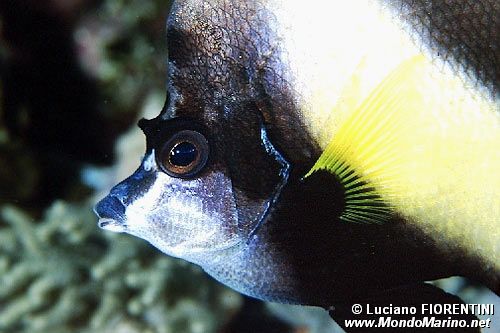 Pesce farfalla virgola (Heniochus intermedius)