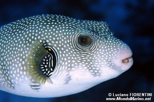 Pesce palla (Arothron ispidus)