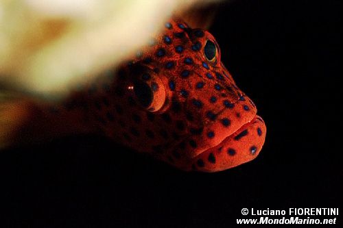 Cernia miniata (Cephalopholis miniata)