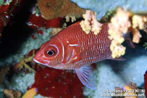 Pesce scoiattolo dalla coda bianca (Sargocentron caudimaculatum)