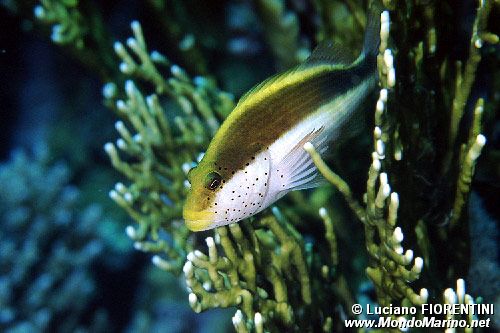 Pesce falco (Paracirrhites forsteri)