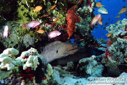 Murena dalla bocca gialla (Gymnothorax nudivomer)