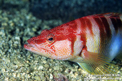 Sciarrano (Serranus scriba)