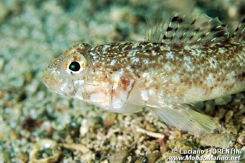 Ghiozzo geniporo (Gobius geniporus)
