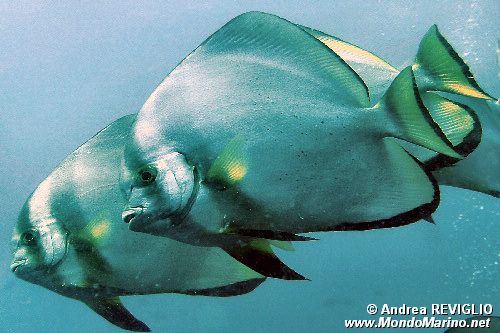 Pesce pipistrello (Platax orbicularis)