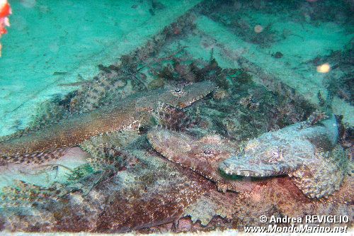 Coccodrillo (Cymbacephalus beauforti)