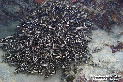 Pesce gatto di mare (Plotosus lineatus)