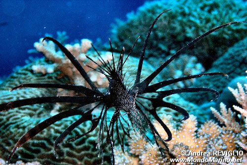 Pesce cobra (Pterois volitans)