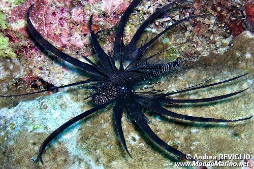 Pesce cobra (Pterois volitans)