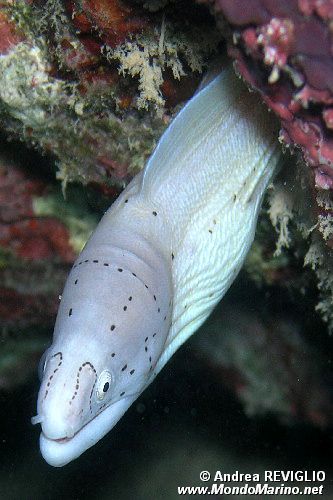 Murena grigia (Siderea grisea)