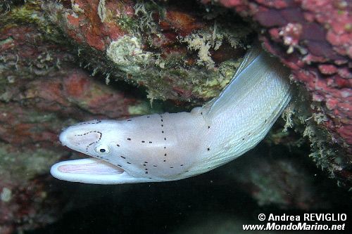Murena grigia (Siderea grisea)