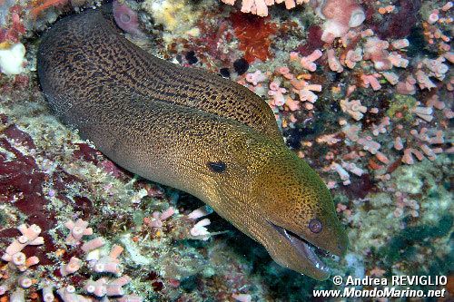 Murena gigante (Gymnothorax javanicus)