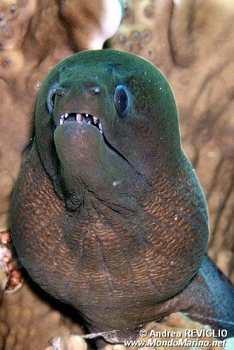Murena gigante (Gymnothorax javanicus)