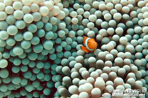 Pesce pagliaccio occidentale (Amphiprion ocellaris)