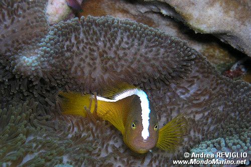Pesce pagliaccio arancione (Amphiprion sandaracinos)