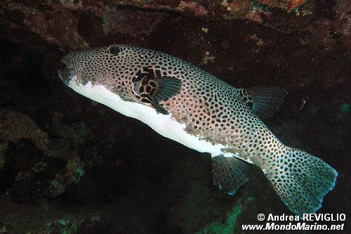 Pesce palla (Arothron stellatus)