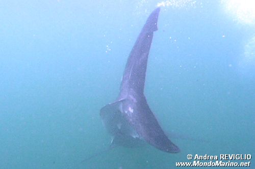 Squalo bianco (Carcharodon carcharias)