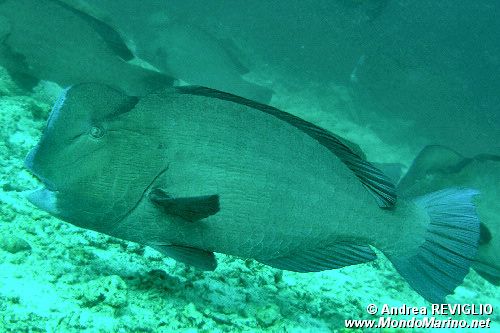 Pesce pappagallo gigante (Bolbometopon muricatum)