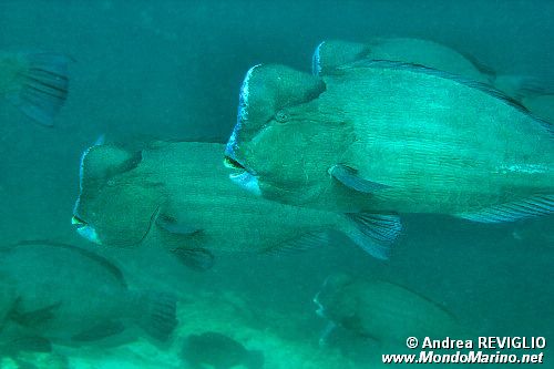 Pesce pappagallo gigante (Bolbometopon muricatum)
